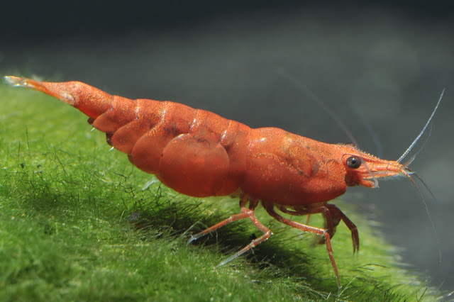 Red Fire Shrimp, Red Cherry