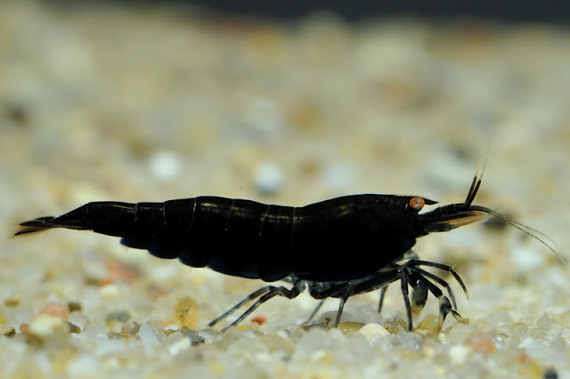 Black Tiger Shrimp
