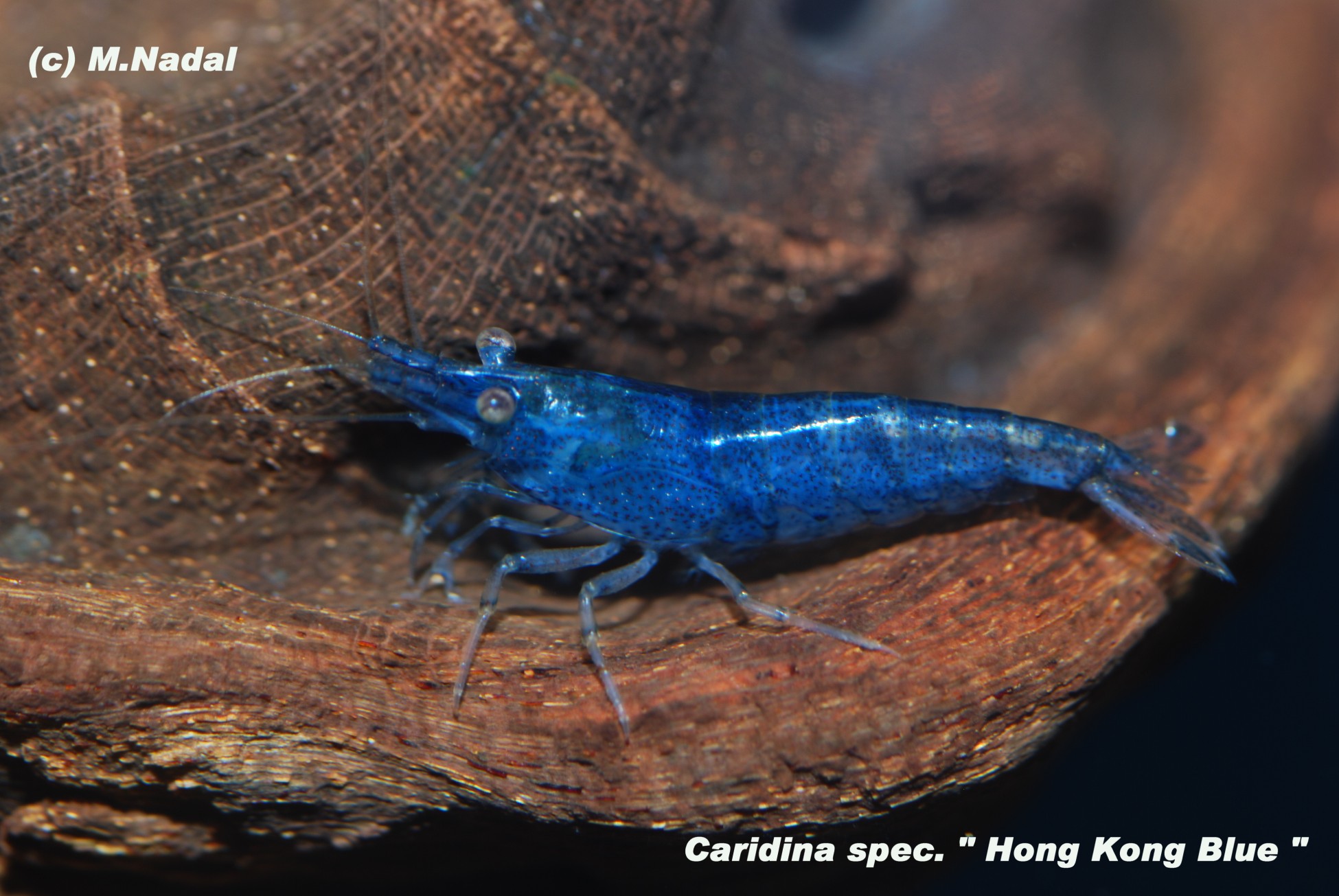 Caridina sp. cantonensis Hongkong Blue (Гонгконг Синий)