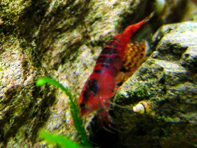 kanoko-shrimp-1.jpg