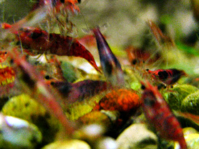 kanoko-shrimp-2.jpg