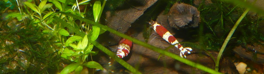аквариумные креветки Crystal Red