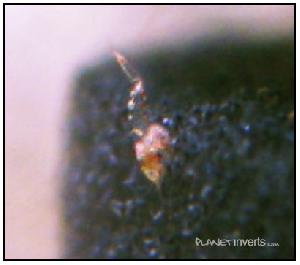 Личинка креветки Малайя