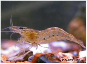 Самец креветки Малайя