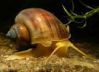 Аpple snail aka Ampullaria