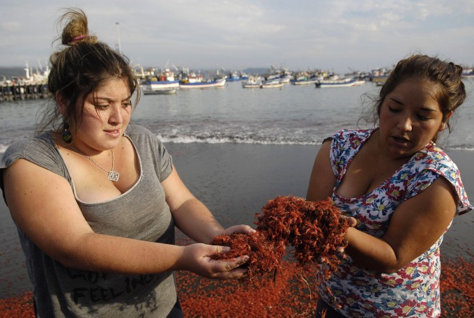 Местные женщины демонстрируют миллионы мертвых креветок. Побережье у чилийского города Коронель