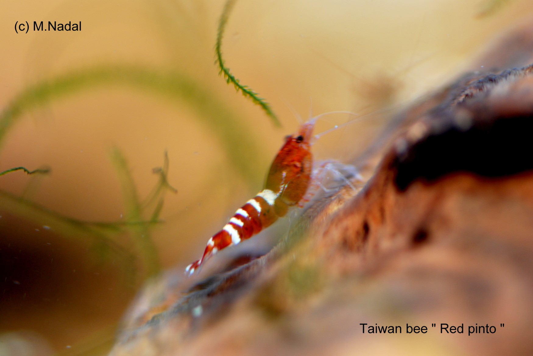 Taiwan Bee Red Pinto (Красный Пинто)