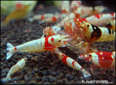 Crystal Red Shrimp - креветка Красный Кристалл