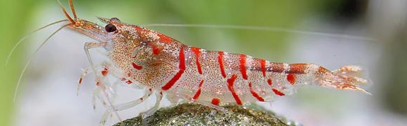 Caridina cantonensis sp. Red Tiger - Red Tiger Shrimp
