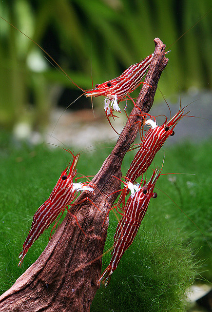 Sulawesi Red Line Shrimp - Краснополосая Пчела