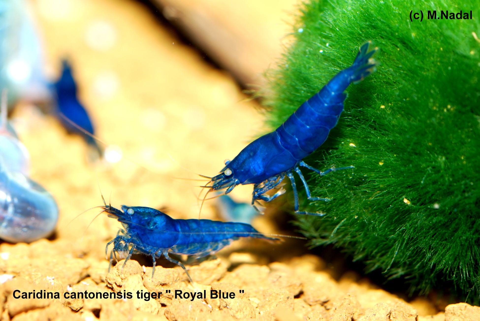 Caridina sp. cantonensis Tiger Royal Blue (Королевский Синий)