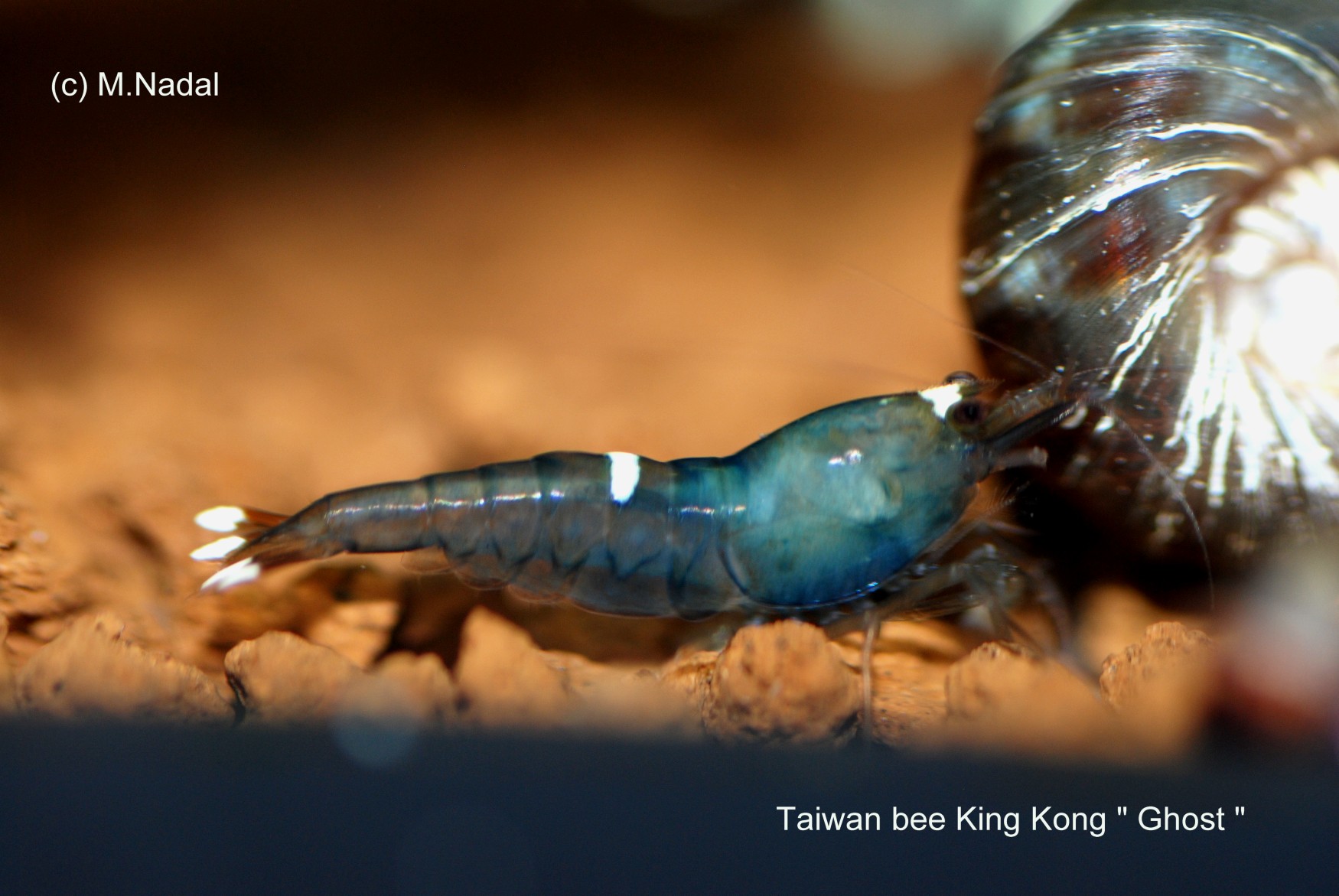 Taiwan Bee King Kong Ghost (Кинг-Конг Призрак)
