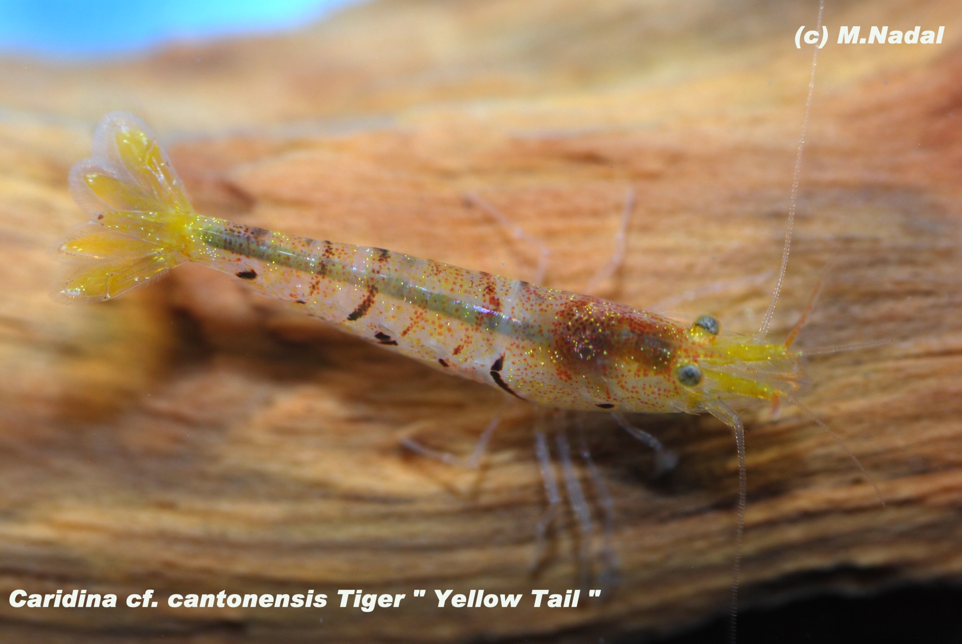 Caridina sp. cantonensis Tiger Yellow Tail (Желтый хвост)